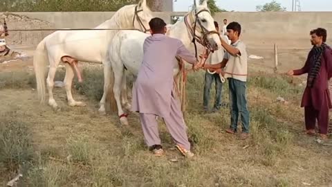 Horse crossing animal breading