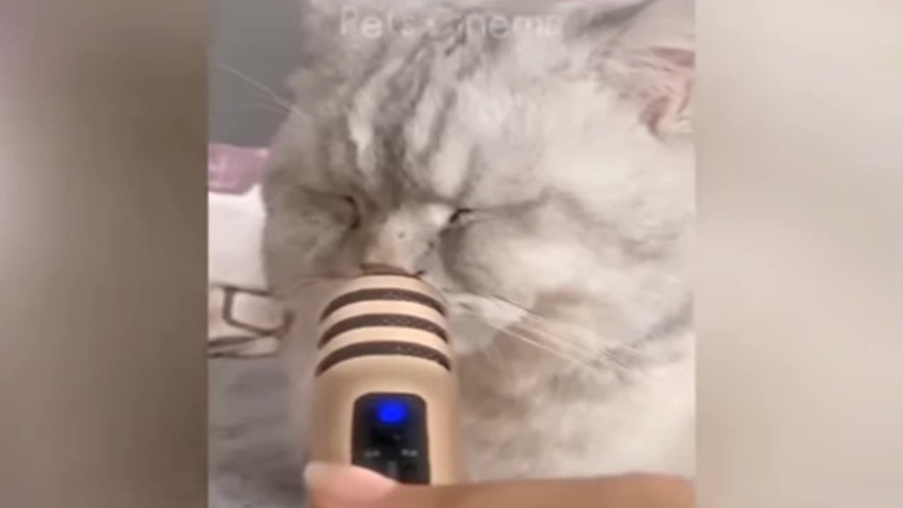 Cat funny video