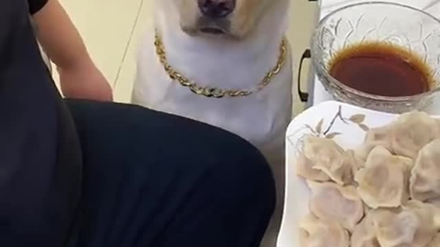 Try not to Laugh | Upset dog with his own face