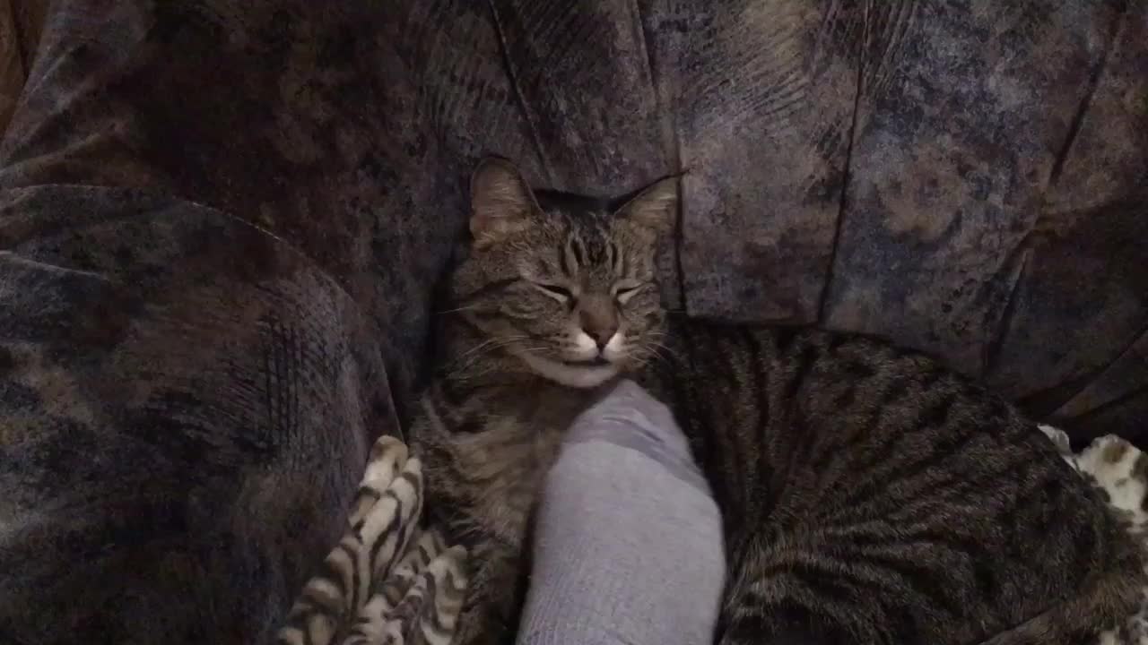 cute and fluffy Tom