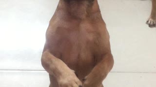 Cute Puppy Begging for Food