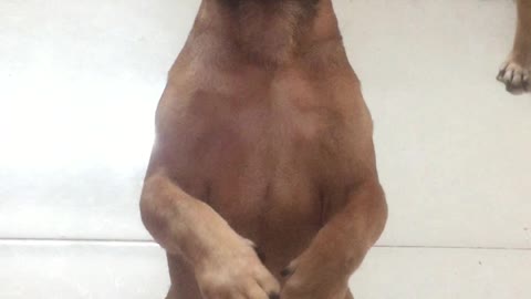 Cute Puppy Begging for Food