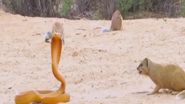 COBRA BULLIED BY SQUIRRELS & MONGOOSE