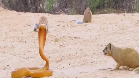 COBRA BULLIED BY SQUIRRELS & MONGOOSE