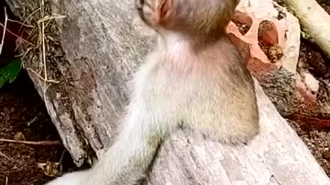 Smart dog saves monkey stuck in hole in wood