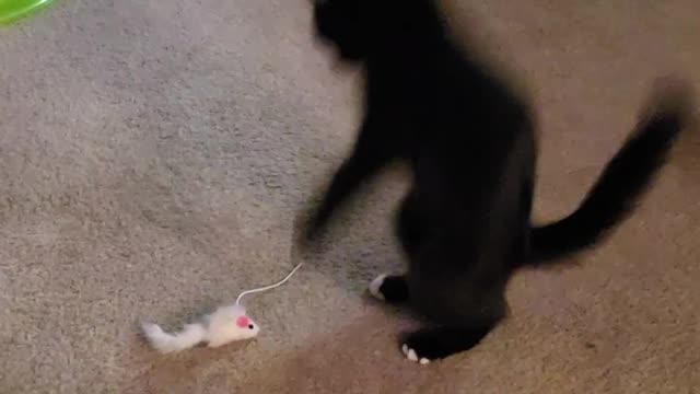 Kitten afraid of cat toy