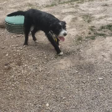 My girls best friend