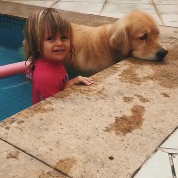 Golden Retriever's World