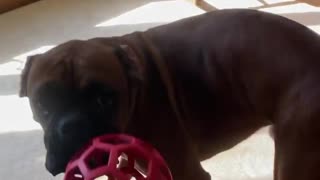 Boxer dogs playing at home