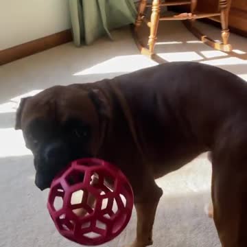 Boxer dogs playing at home