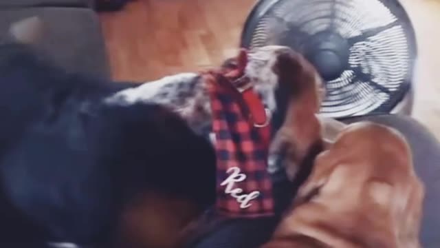 Must watch 🤗Wow it wants to share food with the other dog!! So cute...