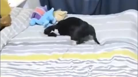 It's fun to play with your pet like this