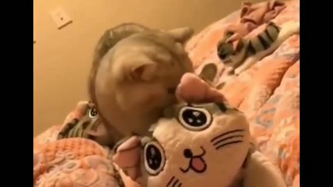 Cat funy videos 🤣🤣🤣🤣