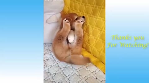 Cute pets very funny