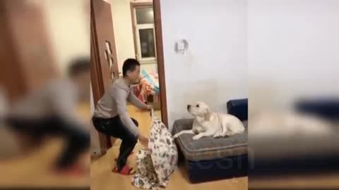 Funny 🐕 dogs video 👀👀👀👀