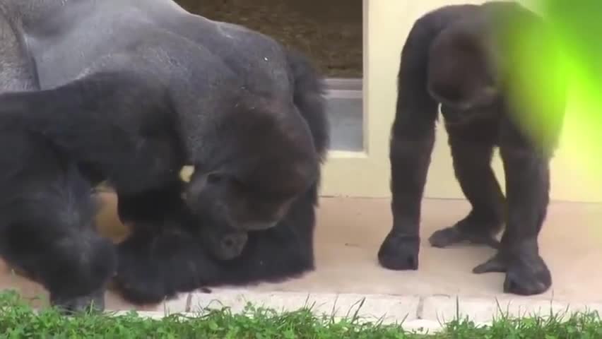 Father and son, calmly observe a caterpillar