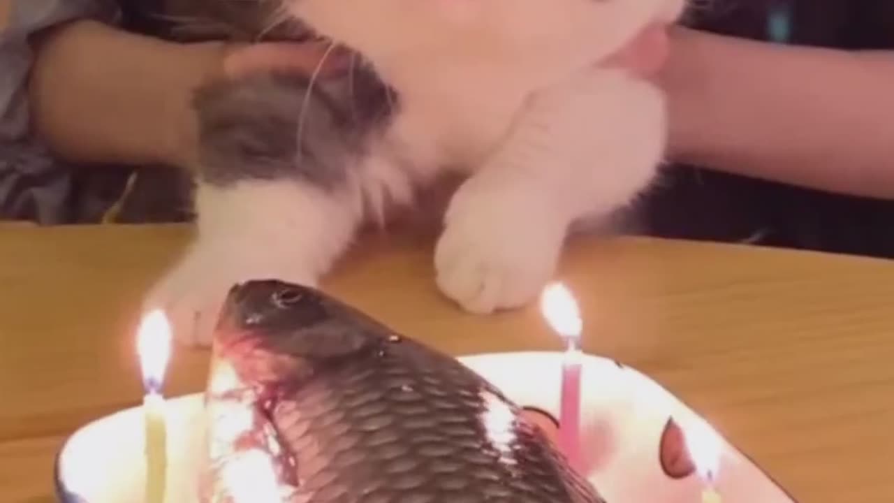 Meow, Meow Meow Meow Meow 😍😍😊when you funny cat is plus one 🎉