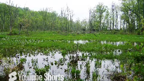 Mason neck state park