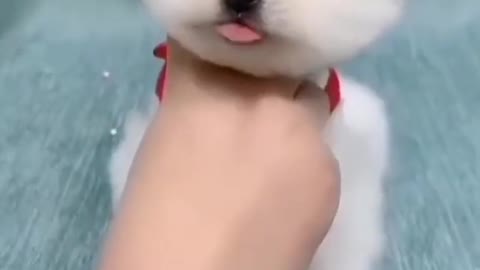 Cute dog