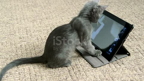 Funny cat
