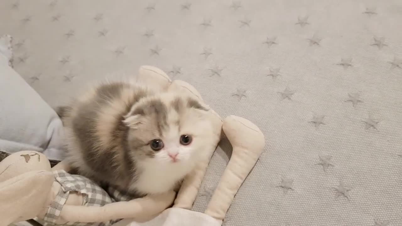 cute kitten video on best home