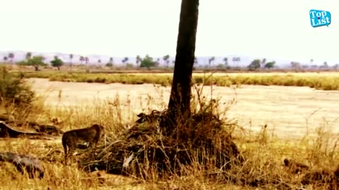 Hero_Baboons_Save_Impala_From_Cheetah_in_Kruger_National_Park_Baboon_vs_Cheetah