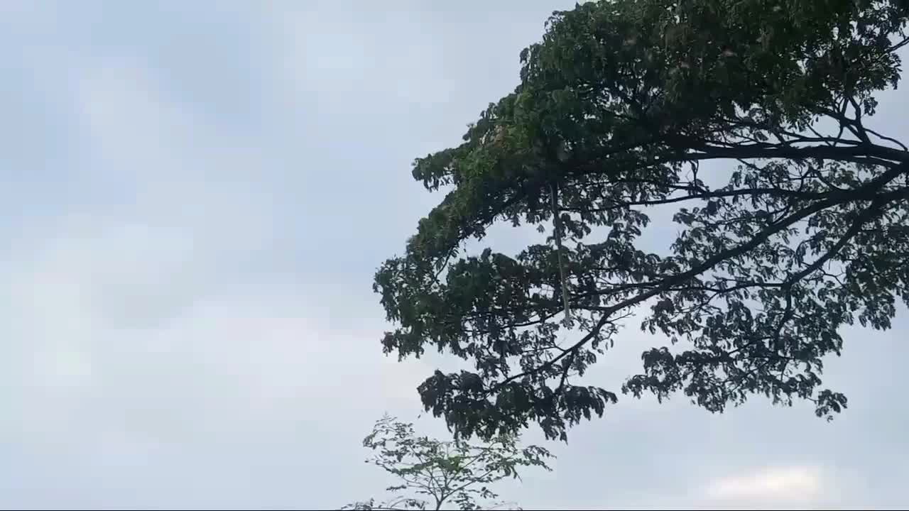 wild hanuman try to jumped one tree to another and escaped by brake the brunch