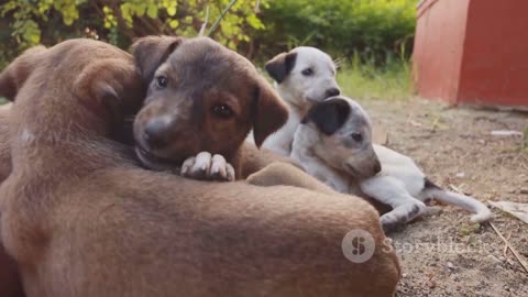 Clever Puppies