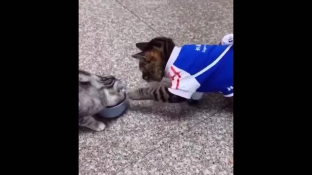 Funniest Cats And Dogs - Best Of The 2022 Funny Animal Videos.#22