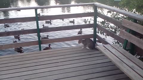 Cat wants to catch a duck