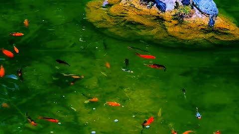 Relaxing Nature and Fish🐠 swimming || Nature Discovery........#nature #relax #relaxing #shortvideo