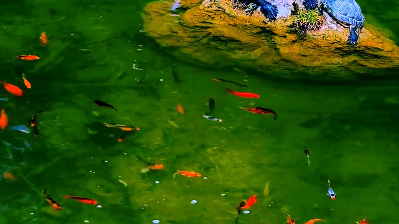Relaxing Nature and Fish🐠 swimming || Nature Discovery........#nature #relax #relaxing #shortvideo