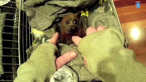 Juvenile bats in creche; the bats love blossom