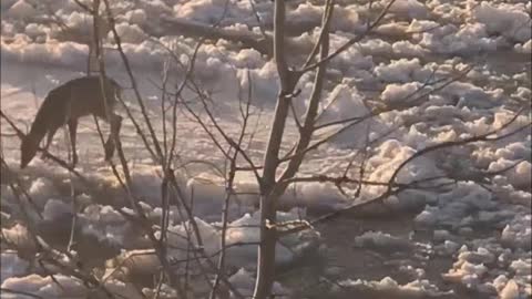 Deer Floats Down River on Ice