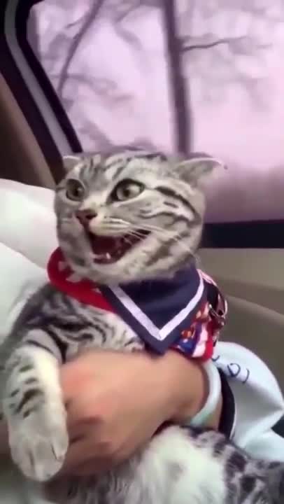 OMG Cat Laughing
