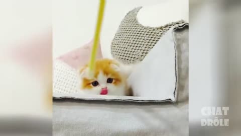 Try not to laugh when you see these cats acting crazy! :)