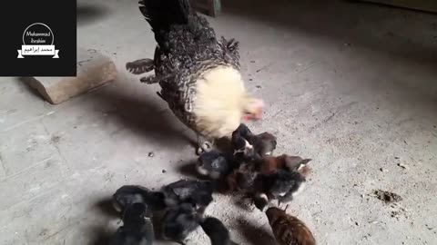 Meri Kurrak Murghi Ne Bachay Nikalay (کڑک مرغی)