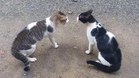 Cat vs Cat- guess which will win.