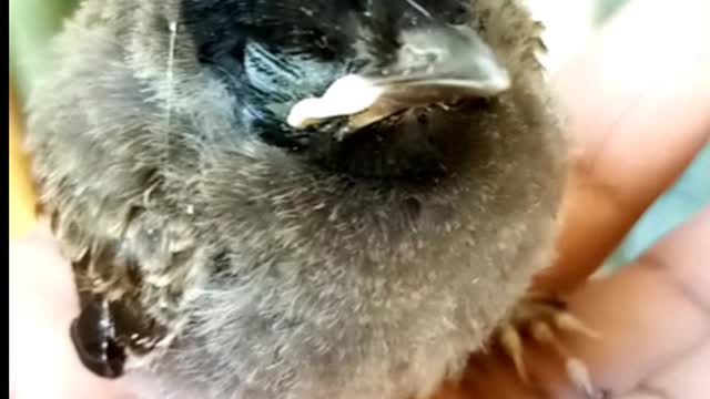 Little bird sitting on my hand