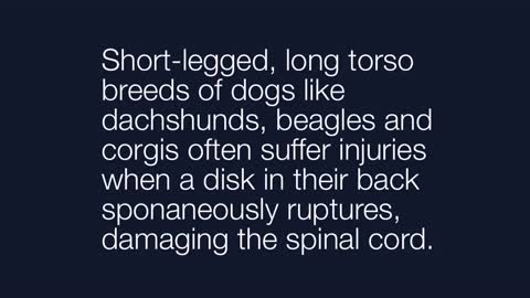 Saving Dogs with Spinal Cord Injuries - No Audio