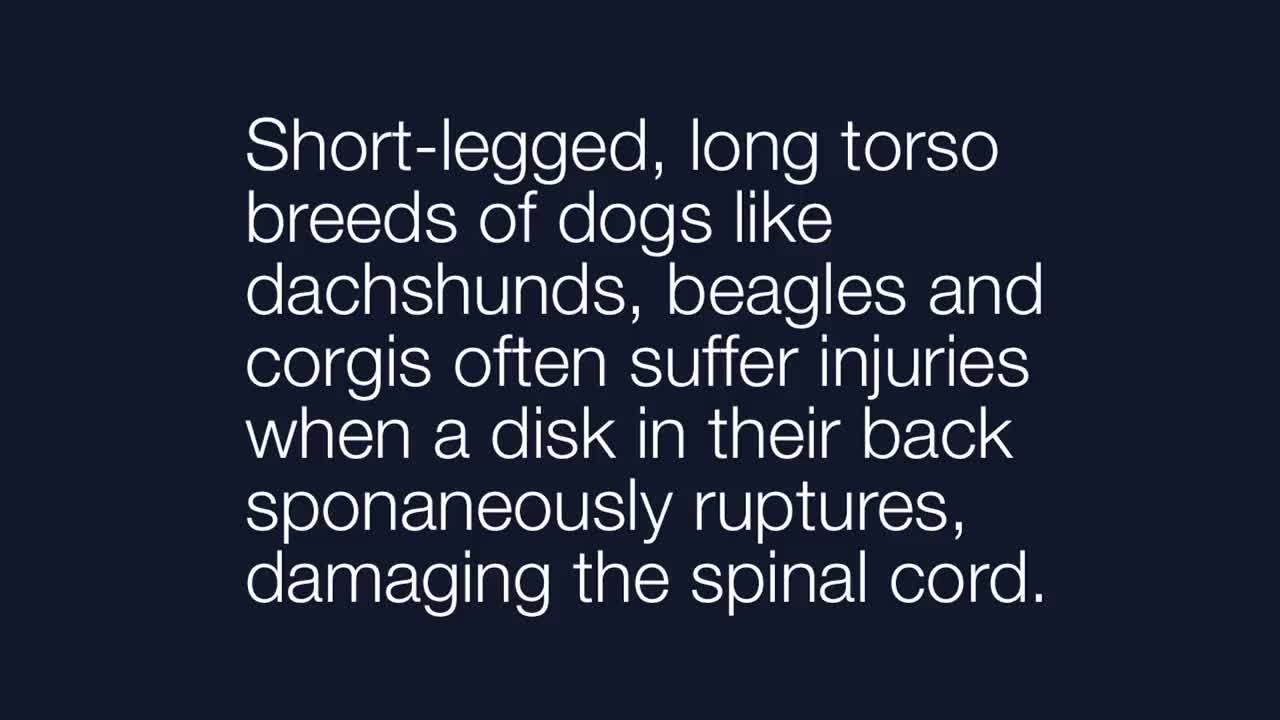 Saving Dogs with Spinal Cord Injuries - No Audio