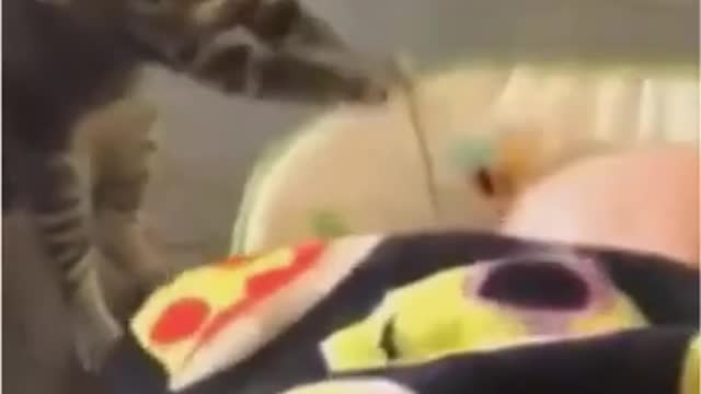 A selection of funny cats