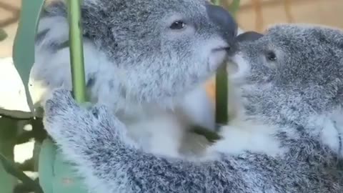 Cute animals kissing❤️😍 each other