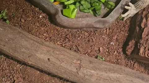 Cactus Pad feeding