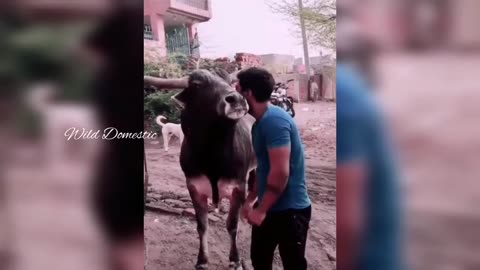 Cow and Ox showing love to their Owners Amazing