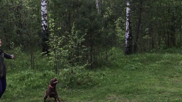 Dog Plays with a Balloon