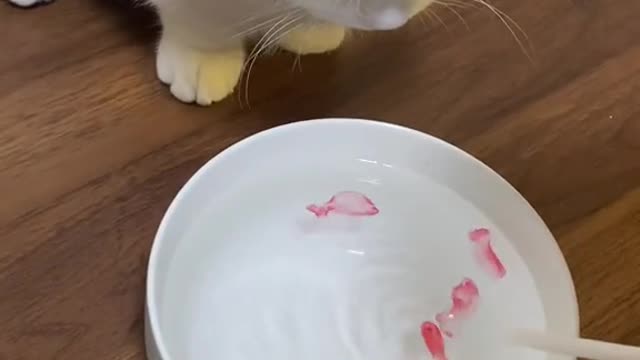 Cute and Funny Cat Videos to Keep You Smiling