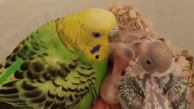 Mother Parakeet Nest Feeding Her Chicks