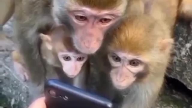 Monkey see mobile phone