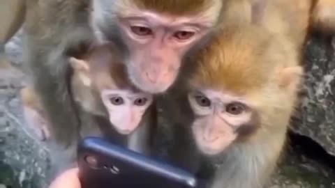 Monkey see mobile phone